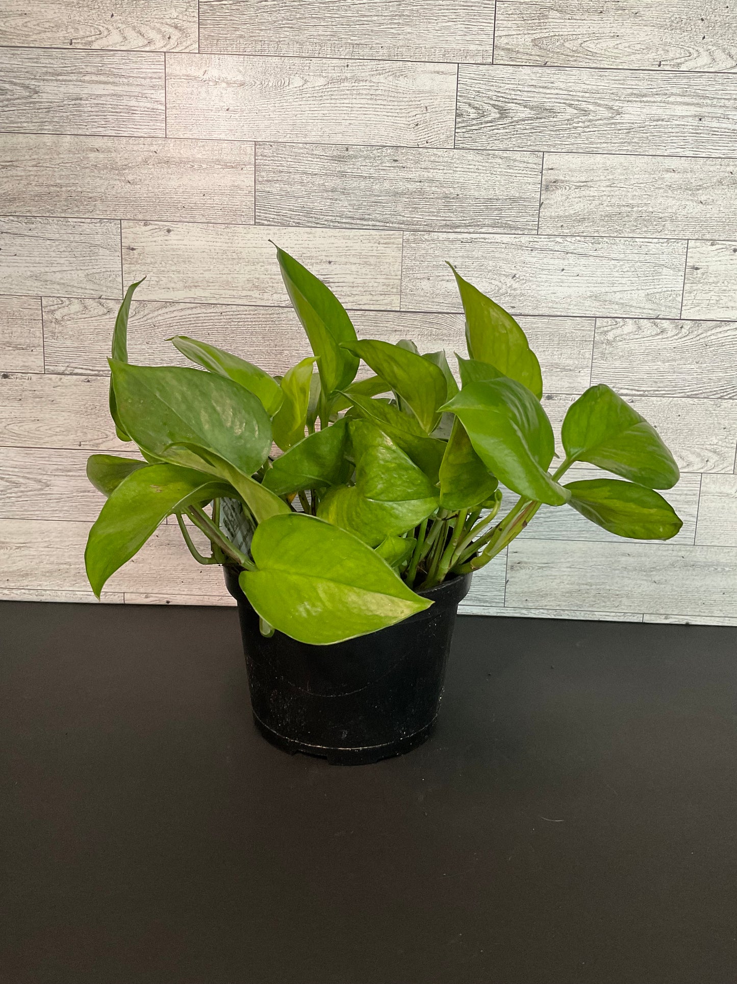 6” Lemon Top Pothos