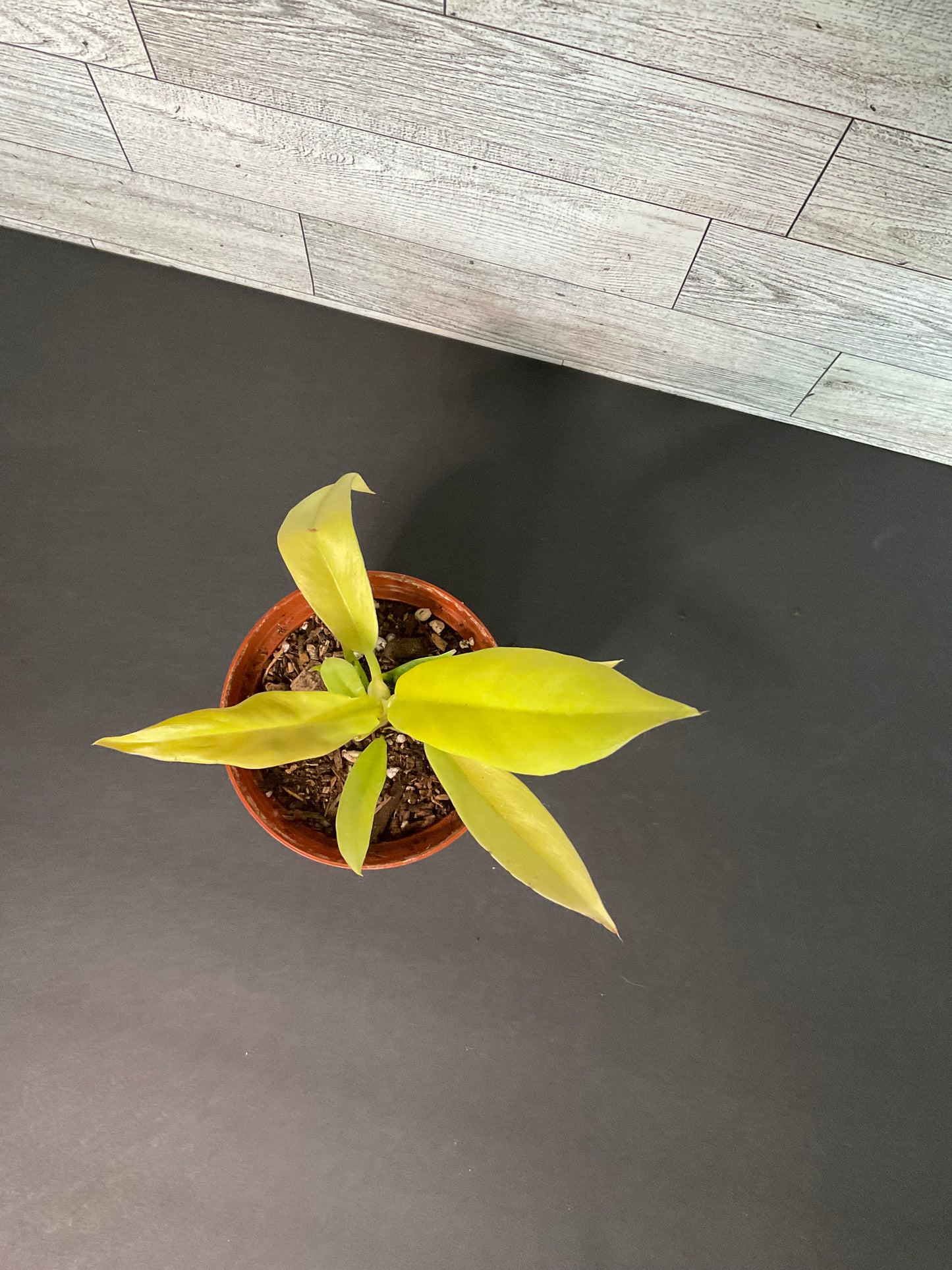 4” Philodendron Golden Crocodile