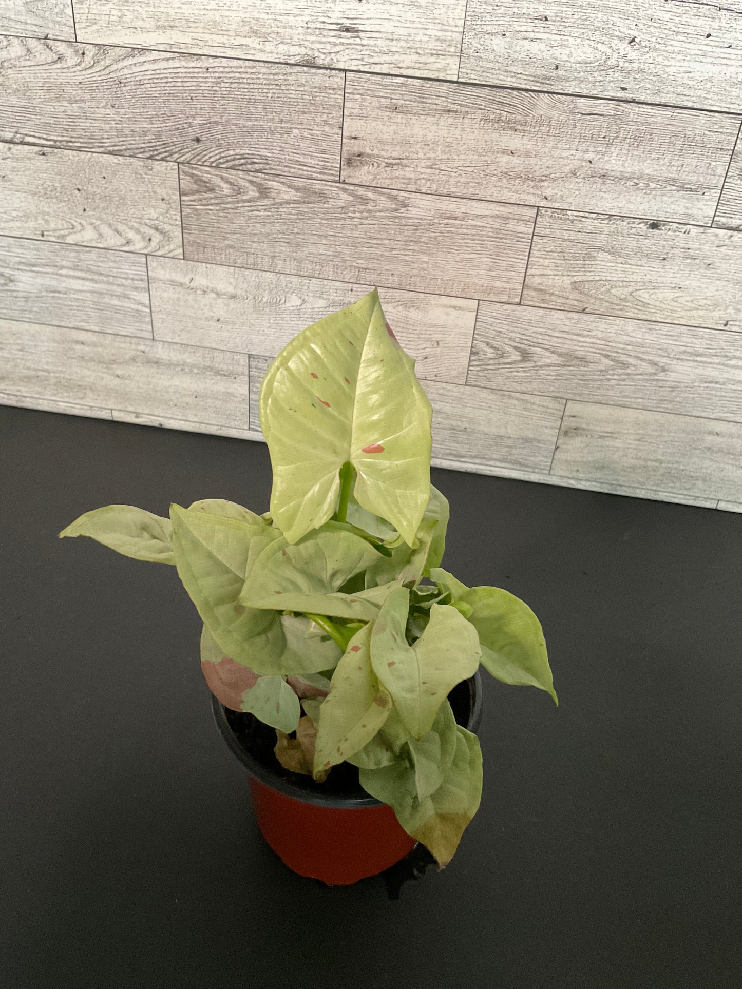 4” Syngonium Milk Confetti