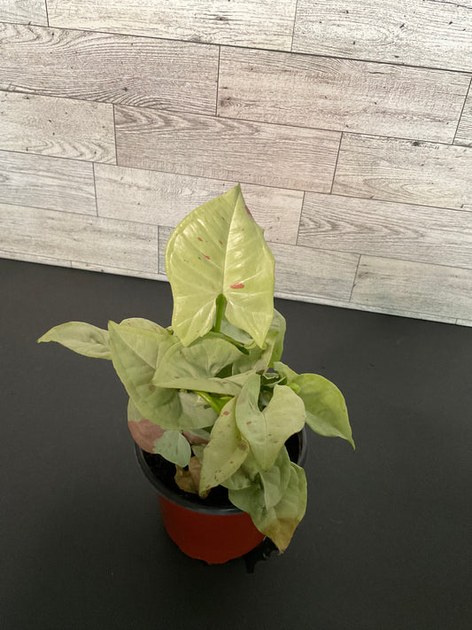 4” Syngonium Milk Confetti