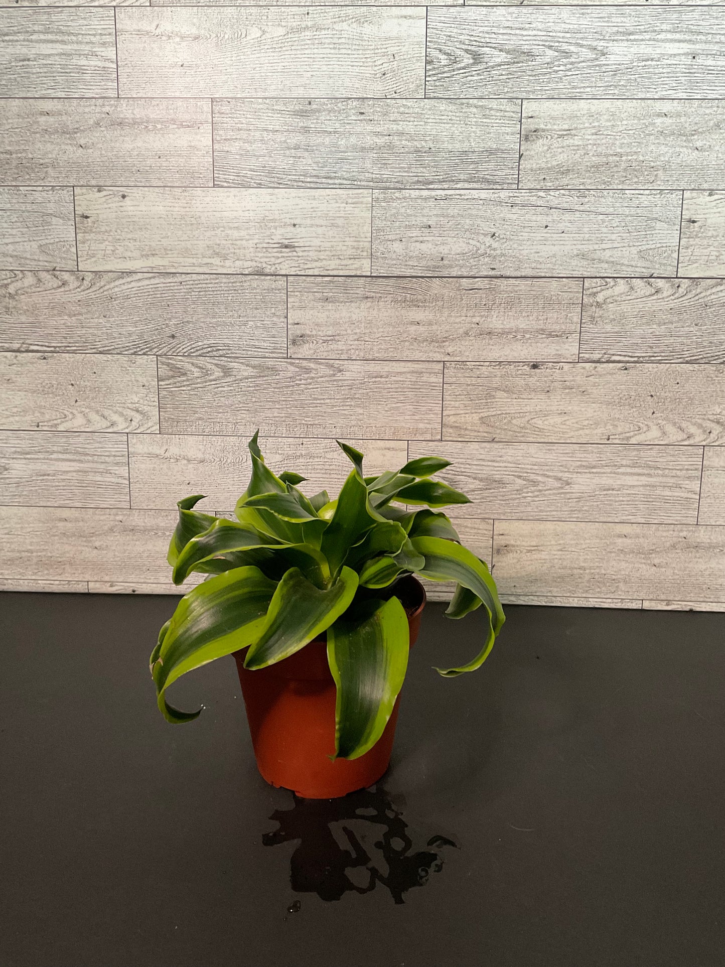 4” Dracaena Tornado