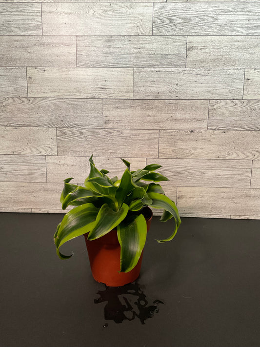4” Dracaena Tornado