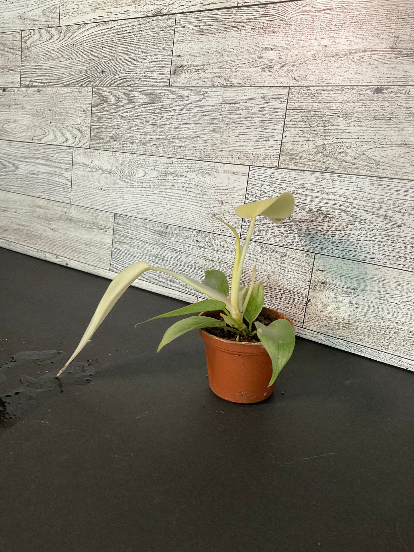 2” Philodendron Florida Ghost