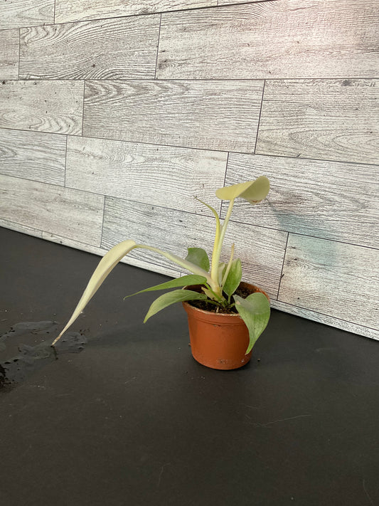 2” Philodendron Florida Ghost