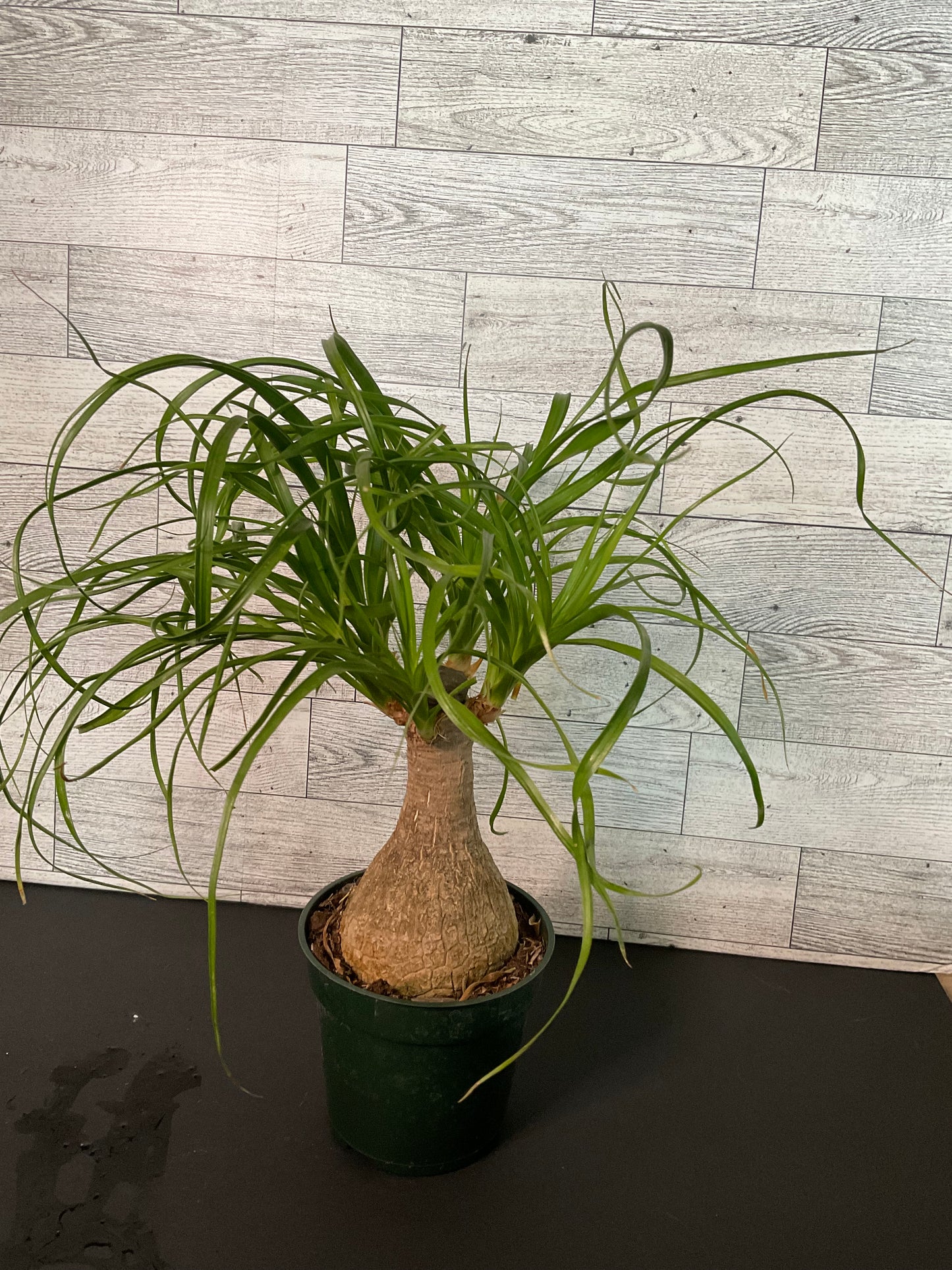 4” Pony Tail Palm