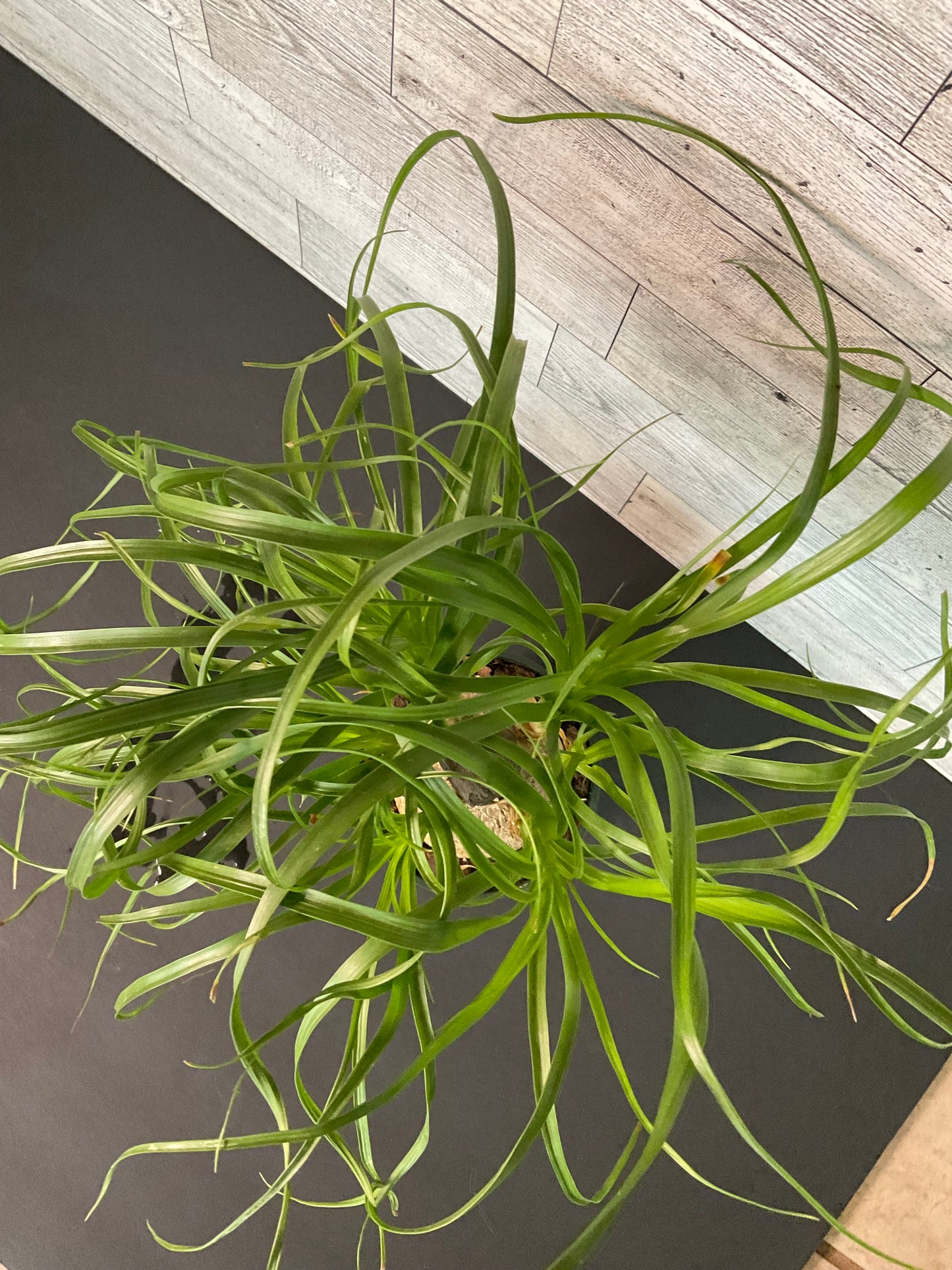 4” Pony Tail Palm
