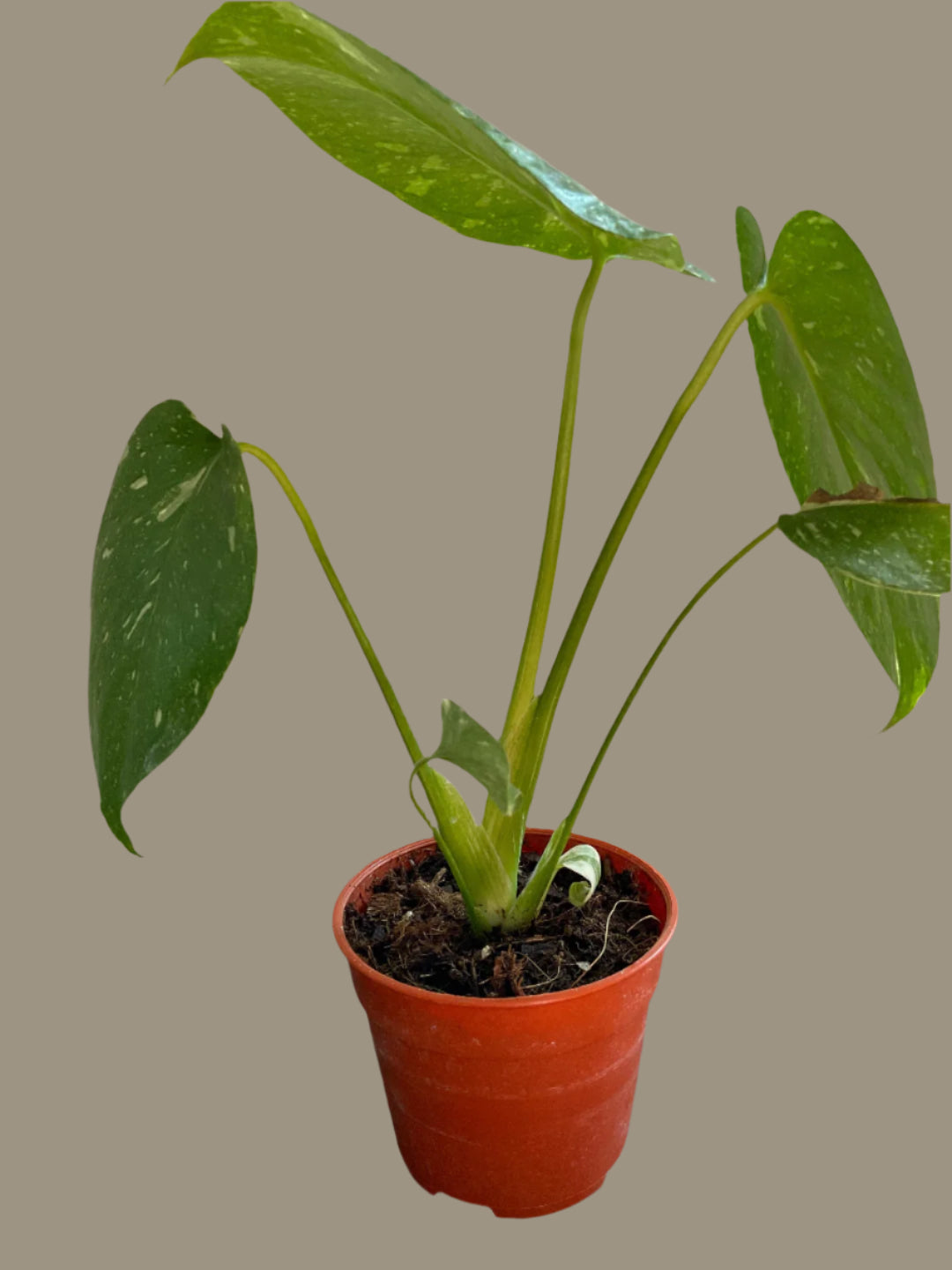 4” Monstera Thai Constellation